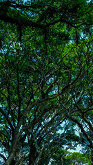 Lush canopy above forming a vibrant emerald ceiling in nature's peaceful embrace