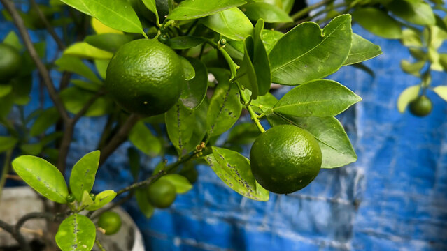 Close-up view of a lime tree branch showing green citrus fruits and lush leaves.