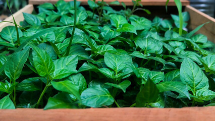 A close-up of a bright green leafed eggplant seedling growing in a wooden container, showing off...