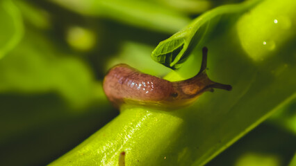 A small brown slug crawls on a bright green plant stem with a leaf in the background.