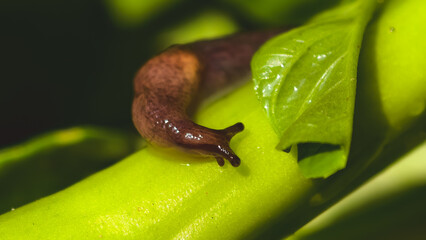 A brown slug crawls along a green stem, near a vibrant green leaf, in a close-up shot.