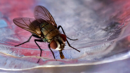 Obraz premium Macro image focusing on a housefly perched on the plastic surface of a drink