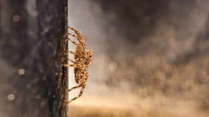 Macro shot of a brown spider climbing on a reflective black surface with blurred backdrop