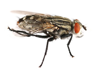 Macro fly, housefly insect, blow flies isolated on white background, side view	