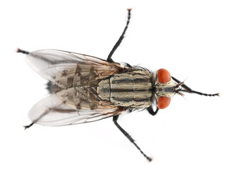 Macro fly, housefly insect, blow flies isolated on white background, top view