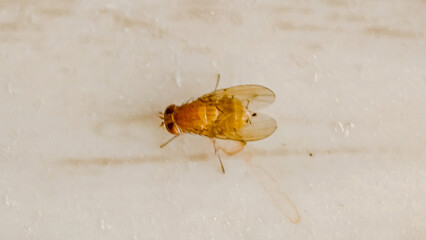Close-up view of a small fruit fly insect resting on a white surface.