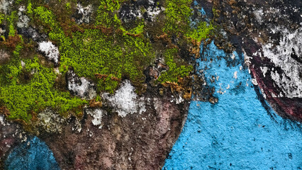 Textured wall with vibrant blue paint and moss growth showcasing urban decay details