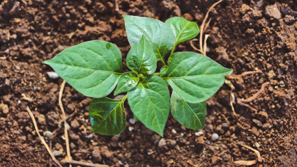A small green plant with vibrant leaves growing in dark, fertile soil, viewed from directly above.