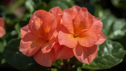 Crossandra flowers blooming outdoors