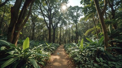 Sun-drenched path through a lush forest