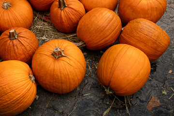 Fresh orange pumpkins with natural stems on hay autumn harvest collection