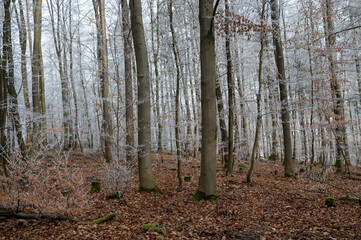Frost on the trees in a forest on a  winter day