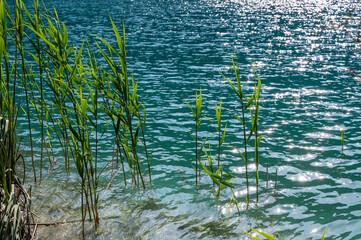 Reeds in the water of a lake