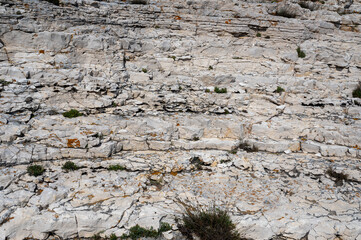Surface of a Rock in Nature with green plants