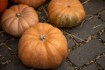 Fresh orange pumpkins with natural stems on hay autumn harvest collection