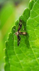 Delicate Tiger Moth rests on a vibrant green leaf.