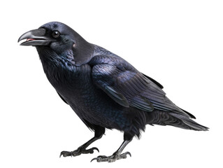 Fototapeta premium Black Crow with Open Beak, transparent background, cutout PNG