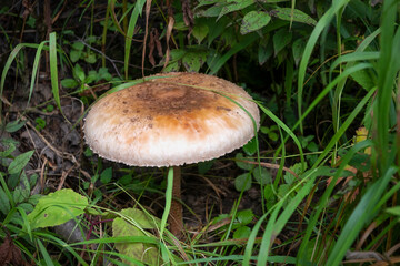 Macrolepiota procera, the parasol mushroom, is a giant mushroom with a large body depicted on the surface