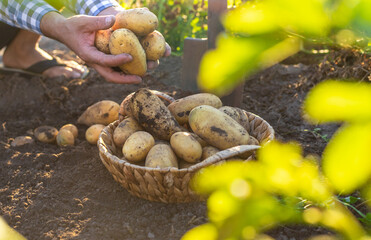 A farmer holds a potato harvest in his garden. Selective focus.