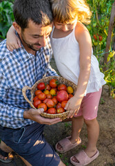 A farmer holds a tomato crop in his garden. Selective focus.