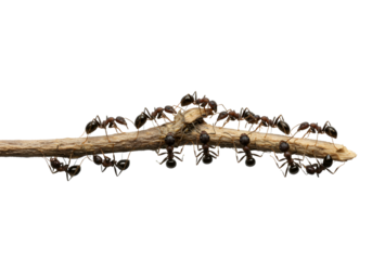 Colony of ants marching on a branch isolated on transparent background