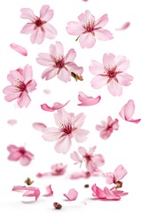 Pink Sakura Blossoms Falling White Background cherry blossom