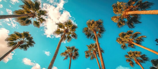 Tropical Palm Trees Against Bright Blue Sky with Clouds