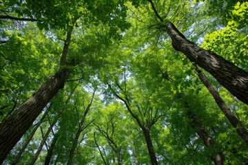 Obraz premium Forest backgrounds vegetation landscape.