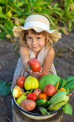 Fototapeta premium A child with a vegetable harvest in the garden. Selective focus.