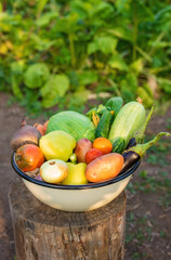Vegetable harvest in the garden. Selective focus.