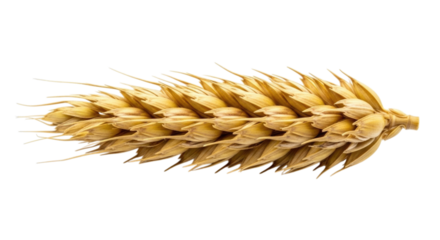 Single Wheat Ear Stalk transparent bg, cutout PNG