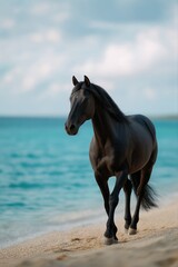 Naklejka premium Majestic black horse walking along a sandy beach with blue ocean background