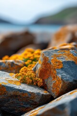 Vibrant orange lichen on coastal rocks with sea and hills in background