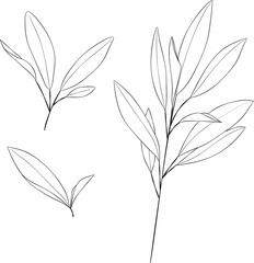 Sage Herb | Hand-drawn Botanical Vector Line Illustration