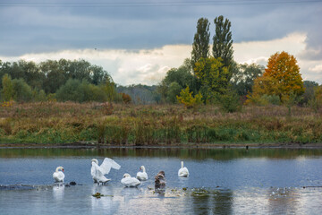 swan on the lake