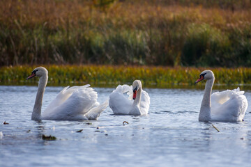 swans on the river