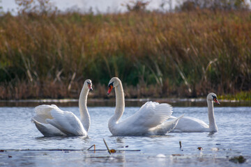 Obraz premium two swans in the lake