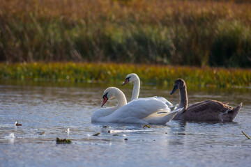 swans on the river