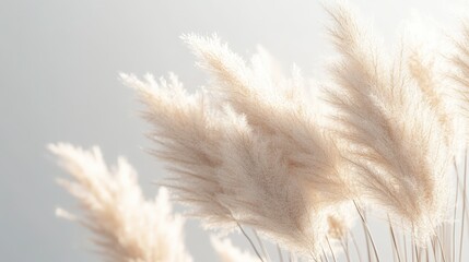 Soft, feathery pampas grass sways gently, creating a serene and neutral aesthetic against a light background.