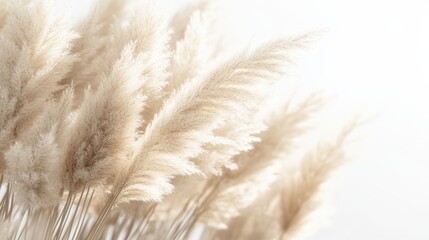 A soft, ethereal composition of pampas grass swaying gently, showcasing delicate textures and warm tones against a light background.