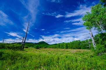 北関東　奥日光　夏の戦場ヶ原