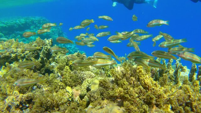 Underwater seascape on the coral reef in Red Sea, Egypt