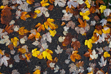 Leaves Abstract