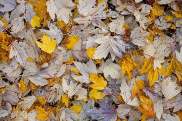 Leaves Abstract