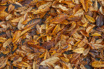 Leaves Abstract