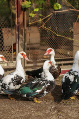Close-Up of Muscovy Ducks in Farm Enclosure. Agritourism