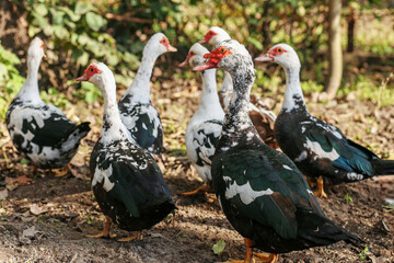 Flock of Muscovy Ducks Standing in Natural Farmyard. Agritourism