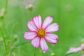 Obraz premium 雨上がりに咲くピンクと白のコスモスの花のマクロ撮影