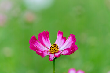 Obraz premium 濃いピンク色のコスモスの花が緑の背景に映える美しい秋の風景