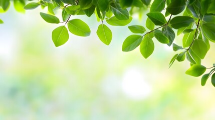 Green leaves frame a softly blurred spring background.